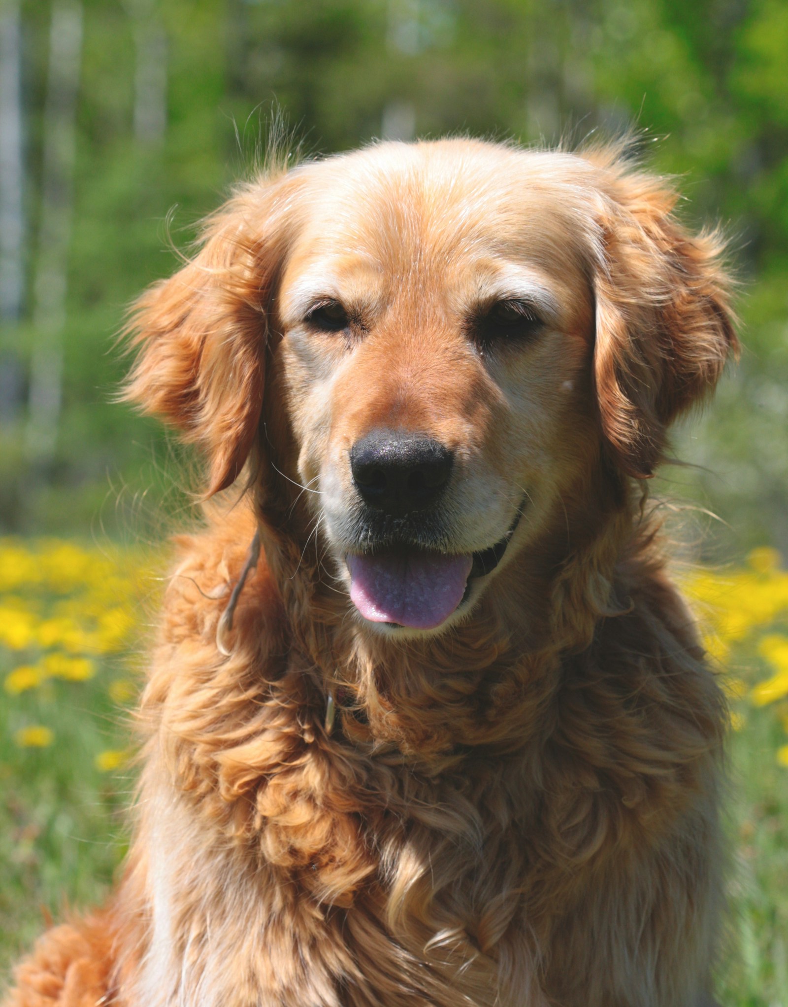 A golden retriever outdoors in a green meadow